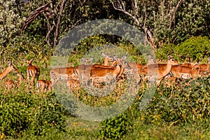 Impalas (Aepyceros melampus) at Crescent Island Game Sanctuary on Naivasha lake, Ken