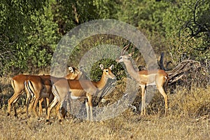 Impalas, aepyceros melampus, and Gerenuk or Waller`s Gazelle, litocranius walleri, Samburu park in Kenya