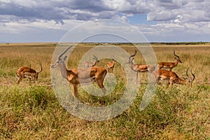 Impalas (Aepyceros melampus) in Masai Mara National Reserve, Ken