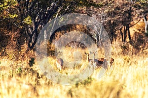 Impalas Aepyceros melampus. South Africa