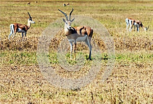 Impalas in Africa