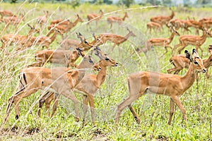 Impalas in the African savanna