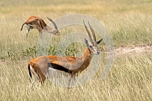 Impalas antelopes in Kruger National Park. One in front looking at us and rest more in distance. Male impala. Game