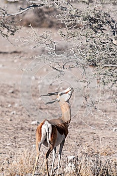 Impalas browsing in Etosha