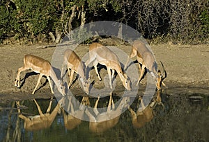 Impalas drinking water