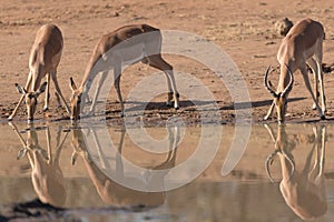 Impalas drinking water
