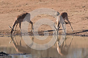 Impalas drinking water