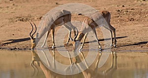 Impalas drinking water