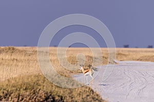 Impalas on eating between some yellow grass in Nata Birds santuary in botswana