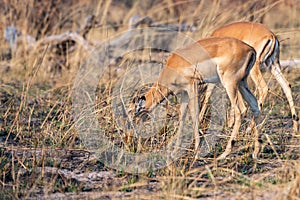 Impalas on eating between yellow grass