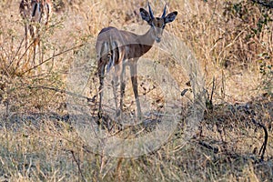 Impalas on eating between yellow grass