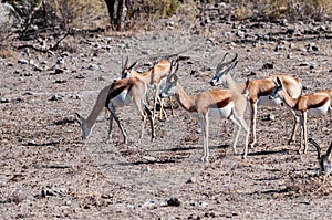 Impalas in Etosha National Park