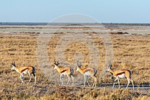 Impalas in Etosha National Park