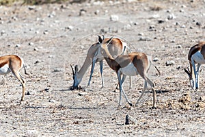 Impalas in Etosha National Park