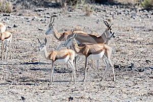 Impalas in Etosha National Park