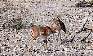 Impalas in Etosha National Park