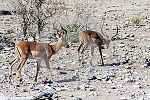 Impalas in Etosha National Park