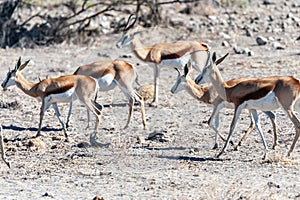 Impalas in Etosha National Park