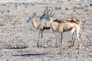 Impalas in Etosha National Park