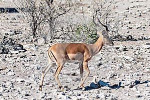 Impalas in Etosha National Park