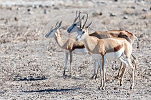 Impalas in Etosha National Park