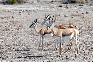 Impalas in Etosha National Park