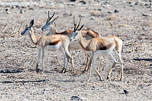 Impalas in Etosha National Park