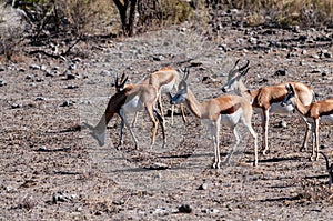 Impalas in Etosha National Park