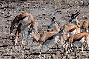 Impalas in Etosha National Park