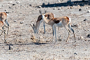 Impalas in Etosha National Park