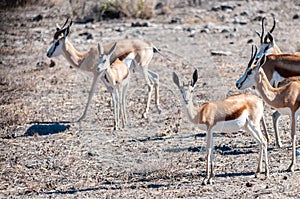 Impalas in Etosha National Park