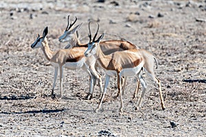 Impalas in Etosha National Park