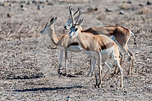 Impalas in Etosha National Park