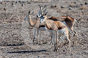 Impalas in Etosha National Park