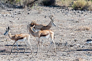 Impalas in Etosha National Park