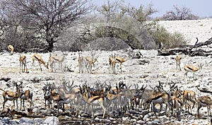 Impalas, Etosha National Park, Namibia