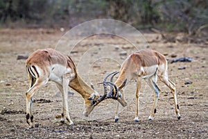 Impalas fighting in Kruger National park, South Africa