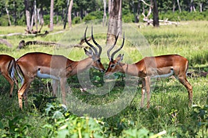 Impalas in the forest at masai mara