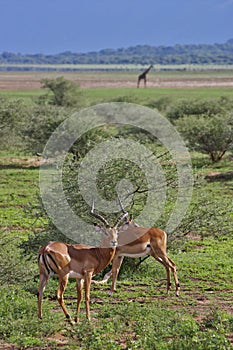 Impalas and giraffe in Lake Manyara photo