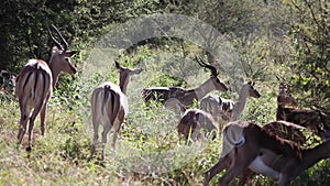Impalas grazing in the African savannah these herbivorous artiodactyl herbivorous mammals live in the wildlife
