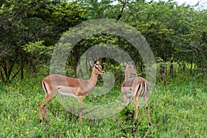 Impalas in Hluhluwe-iMfolozi Park in KwaZulu-Natal, South Africa.