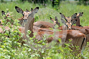 Impalas
