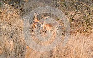 Impalas in Kruger Park South Africa