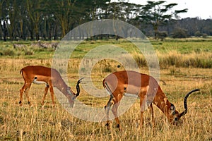 Impalas, Lake Nakuru National Park, Kenya