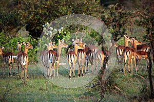 Impalas Looking in the Distance, Serengeti