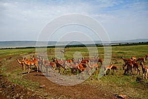 Impalas, Maasai Mara Game Reserve, Kenya