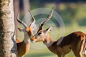 Impalas Males Buck Animal Wildlife
