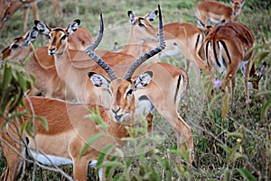 Impalas in Masa-mara safari in Kenya