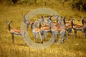 impalas in Masai Mara