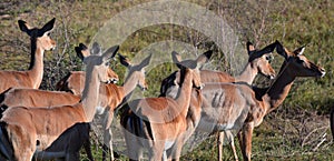 Impalas. Mikumi National Park, Tanzania